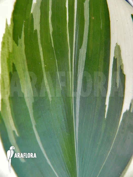 Ginger 'Costus Amazonicus' 2 Ginger 'Costus Amazonicus' - Image 2