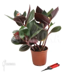 Oxblood Ginger 'Costus Erythrophyllus' -Green Haven Sales Store Costus erythrophyllus 2