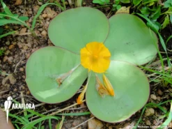 Costus Spectabilis -Green Haven Sales Store Costus spectabilis 1