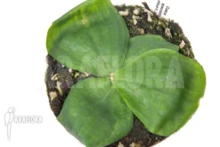 Costus Spectabilis -Green Haven Sales Store Costus spectabilis 6