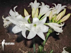 Crinum Macowanii