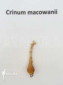 Crinum Macowanii 6 Crinum Macowanii -Green Haven Sales Store Crinum macowanii 3