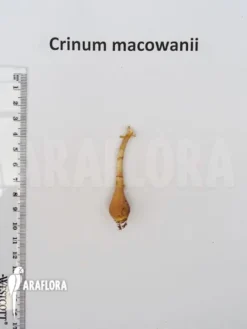 Crinum Macowanii 7 Crinum Macowanii -Green Haven Sales Store Crinum macowanii 4