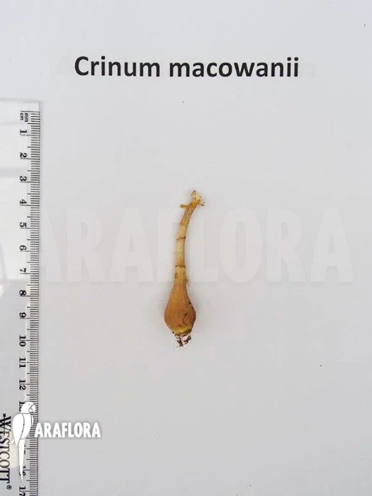 Crinum Macowanii 4 Crinum Macowanii - Image 4