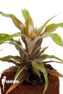 Bromeliad 'Cryptanthus Warren-loosei'