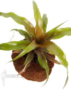 Bromeliad 'Cryptanthus Warren-loosei' -Green Haven Sales Store Cryptanthus warren loosei 3