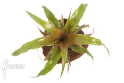 Bromeliad 'Cryptanthus Warren-loosei' -Green Haven Sales Store Cryptanthus warren loosei 4