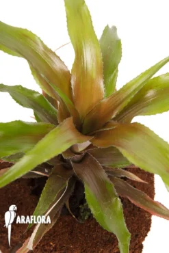 Bromeliad 'Cryptanthus Warren-loosei' -Green Haven Sales Store Cryptanthus warren loosei 5