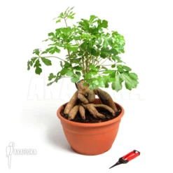 Cussonia Spicata 'Cabbage Tree' -Green Haven Sales Store Cussonia spicata 2