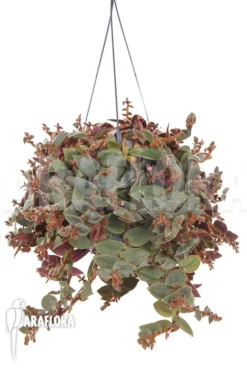 Cyanotis Kewensis -Green Haven Sales Store Cyanotis kewensis 3