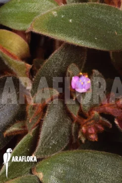 Cyanotis Kewensis -Green Haven Sales Store Cyanotis kewensis 4