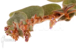 Cyanotis Kewensis -Green Haven Sales Store Cyanotis kewensis 5