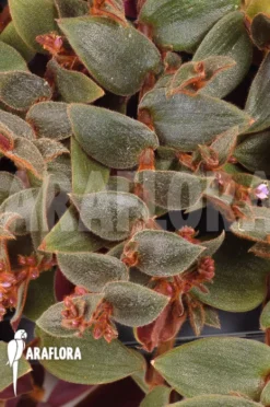 Cyanotis Kewensis -Green Haven Sales Store Cyanotis kewensis 6