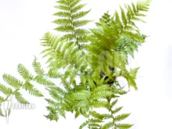 Tree Fern 'Cyathea Australis' 'Starter'