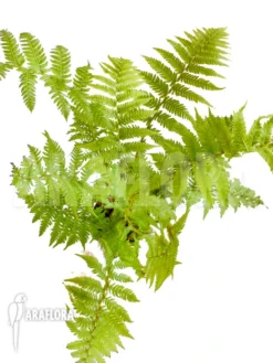 Tree Fern 'Cyathea Australis' 'Starter' -Green Haven Sales Store Cyathea australis Starter 3