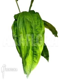 Cyclanthus Bipartitus