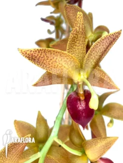 Orchid 'Cycnoches 'Red Crown''