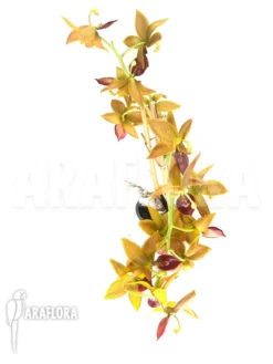 Orchid 'Cycnoches 'Red Crown'' -Green Haven Sales Store Cycnoches Red Crown 2