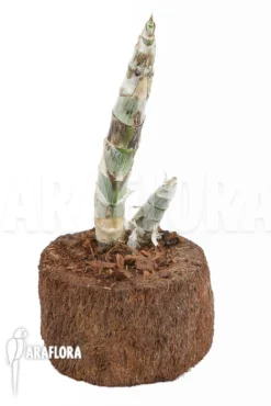 Orchid 'Cycnoches 'Red Crown'' -Green Haven Sales Store Cycnoches Red Crown 4