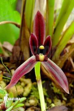 Orchid 'Cymbidium Dayanum'