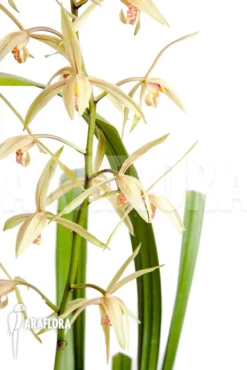 Orchid 'Cymbidium Sinense 'Lan Kiem''