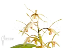 Orchid 'Cymbidium Sinense 'Lan Kiem'' -Green Haven Sales Store Cymbidium sinense Lan Kiem 2