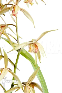 Orchid 'Cymbidium Sinense 'Lan Kiem'' -Green Haven Sales Store Cymbidium sinense Lan Kiem 3