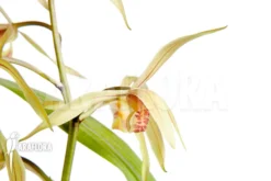 Orchid 'Cymbidium Sinense 'Lan Kiem'' -Green Haven Sales Store Cymbidium sinense Lan Kiem 4