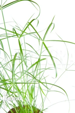 Cyperus Involucratus 'Nana' -Green Haven Sales Store Cyperus involucratus Nana 2