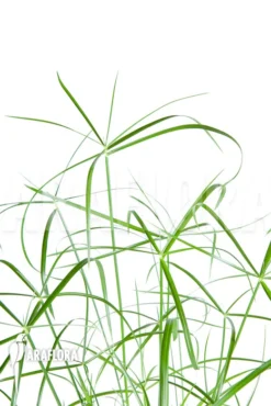 Cyperus Involucratus 'Nana' -Green Haven Sales Store Cyperus involucratus Nana 4