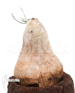 Cyphia Linarioides -Green Haven Sales Store Cyphia linarioides 4