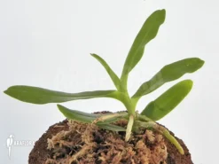 Orchid 'Cyrtorchis Arcuata' -Green Haven Sales Store Cyrtorchis arcuata 1