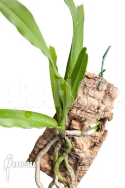 Orchid 'Cyrtorchis Arcuata'