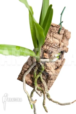 Orchid 'Cyrtorchis Arcuata' -Green Haven Sales Store Cyrtorchis arcuata 4