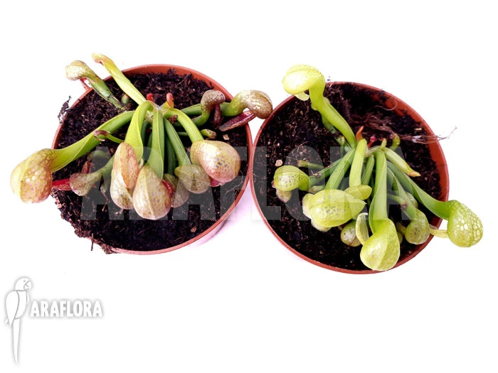 Darlingtonia Californica 'Green And Red' 1 Darlingtonia Californica 'Green And Red'