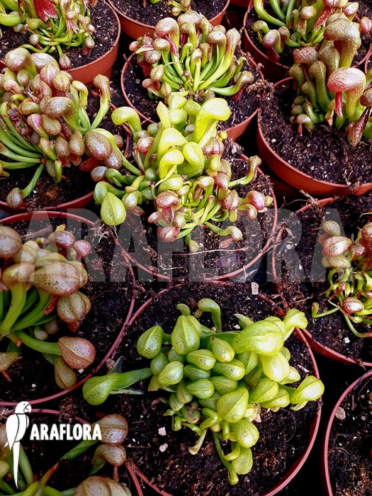 Darlingtonia Californica 'Green And Red' 4 Darlingtonia Californica 'Green And Red' - Image 4
