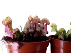 Darlingtonia Californica 'Green And Red' 7 Darlingtonia Californica 'Green And Red' -Green Haven Sales Store Darlingtonia californica Green Red 5