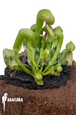 Darlingtonia Californica 'M' Type B