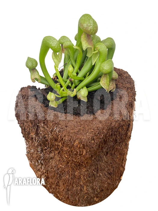 Darlingtonia Californica 'M' Type B 2 Darlingtonia Californica 'M' Type B - Image 2