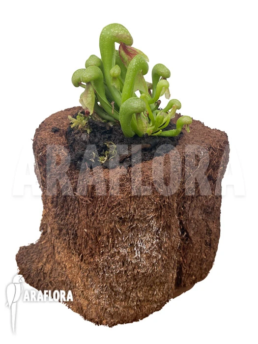 Darlingtonia Californica 'M' Type B 3 Darlingtonia Californica 'M' Type B - Image 3