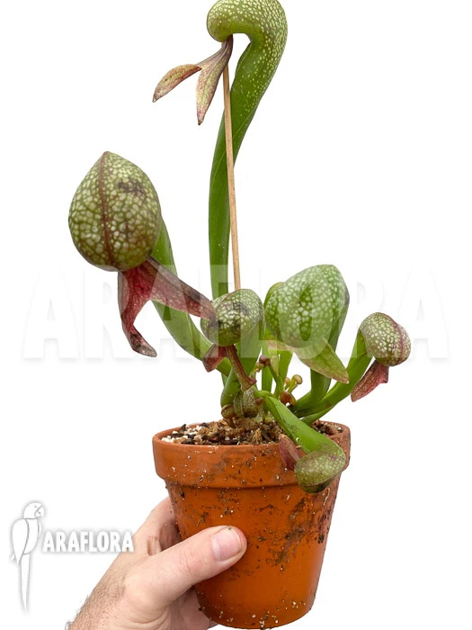 Darlingtonia Californica 'L' 1 Darlingtonia Californica 'L'
