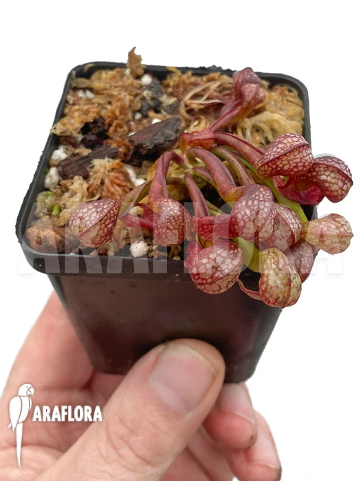 Darlingtonia Californica 'S' 1 Darlingtonia Californica 'S'