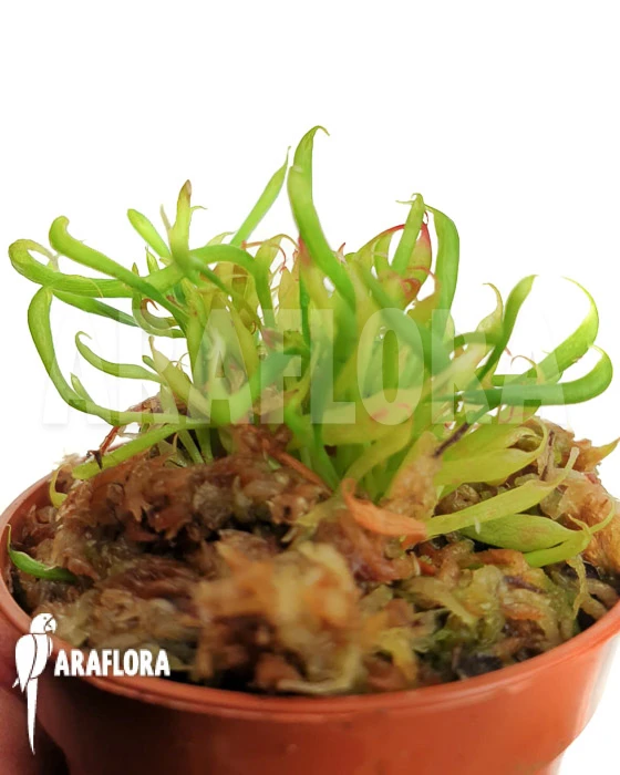 Darlingtonia Californica 'Starter' Type B 1 Darlingtonia Californica 'Starter' Type B