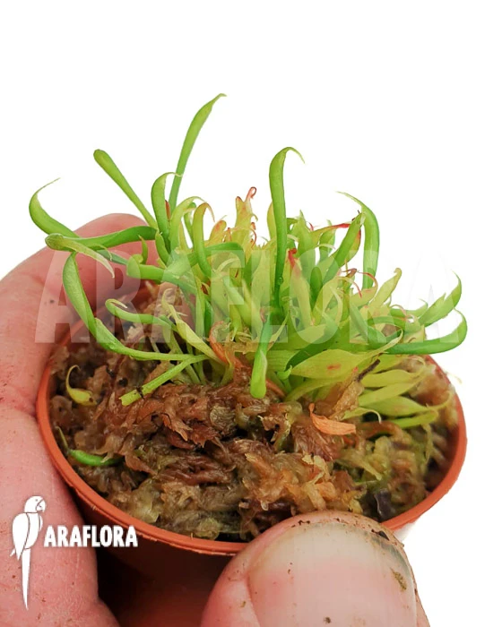 Darlingtonia Californica 'Starter' Type B 2 Darlingtonia Californica 'Starter' Type B - Image 2