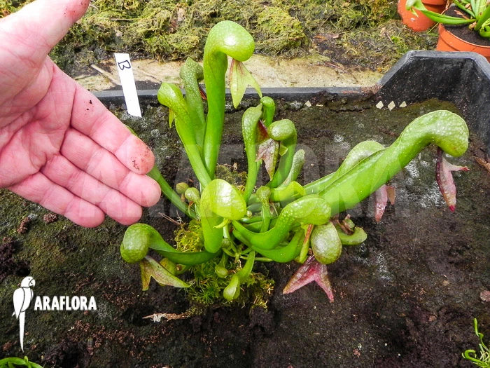 Darlingtonia Californica 'XXL' 1 Darlingtonia Californica 'XXL'