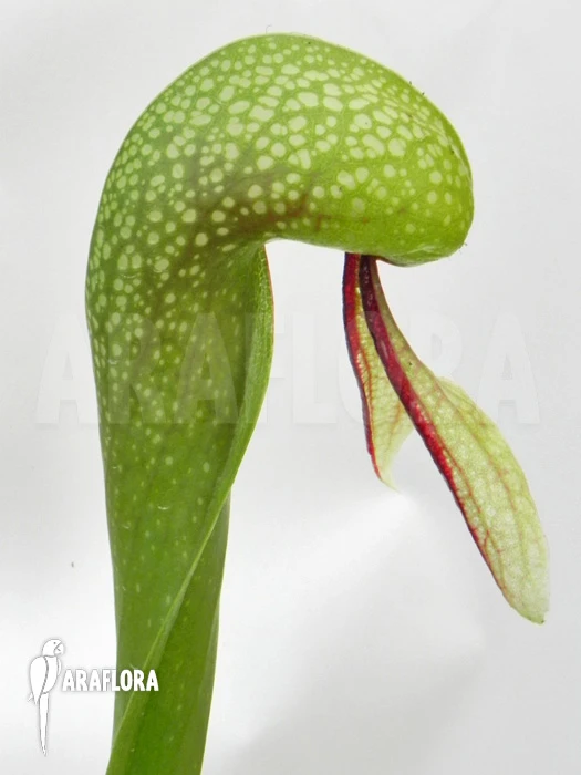 Darlingtonia Californica 'XXL' 6 Darlingtonia Californica 'XXL' - Image 6