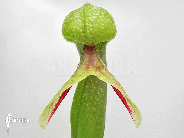 Darlingtonia Californica 'XXL' 2 Darlingtonia Californica 'XXL' - Image 2