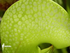 Darlingtonia Californica 'XXL' 8 Darlingtonia Californica 'XXL' -Green Haven Sales Store Darlingtonia californica XXL 4