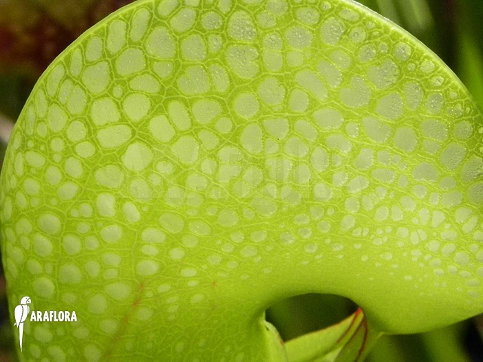 Darlingtonia Californica 'XXL' 3 Darlingtonia Californica 'XXL' - Image 3