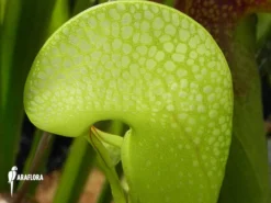 Darlingtonia Californica 'XXL' 9 Darlingtonia Californica 'XXL' -Green Haven Sales Store Darlingtonia californica XXL 5